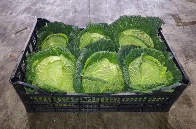 Foto Verza Riccia Origine Italia Marchio Raffaele 1