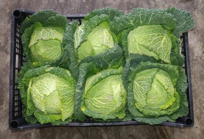 Foto Verza Riccia Origine Italia Marchio Raffaele 2