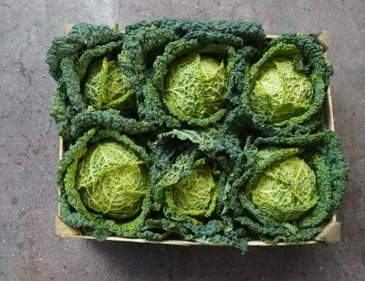 Foto Verza Riccia Origine Italia Marchio Allocca        3