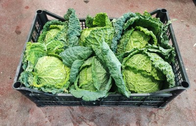 Foto Verza Riccia Origine Italia Marchio Capobianco 1