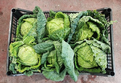 Foto Verza Riccia Origine Italia Marchio Capobianco 2