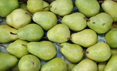 Foto Pere William Bianche Calibro 45 Origine Argentina Marchio Battaglio 2