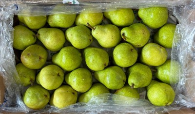 Foto Pere William Bianche Calibro 50 Origine Argentina Marchio Battaglio 3