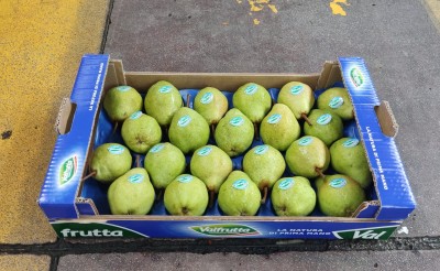 Foto Pere William Bianche Calibro 65/70 Origine Italia MarchioValfrutta 1