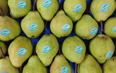 Foto Pere William Bianche Calibro 65/70 Origine Italia MarchioValfrutta 2