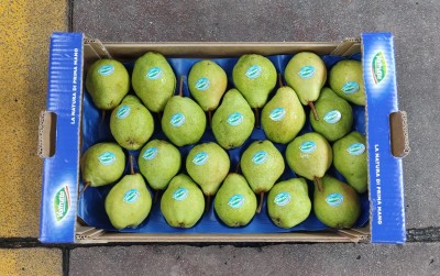 Foto Pere William Bianche Calibro 65/70 Origine Italia MarchioValfrutta 3