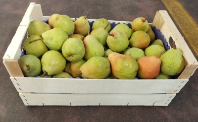 Foto Pere William Bianche Origine Uruguay Calibro 70+ Marchio Marocca 1