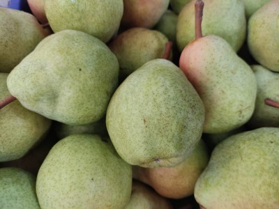 Foto Pere William Bianche Origine Uruguay Calibro 70+ Marchio Marocca 2