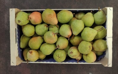 Foto Pere William Bianche Origine Uruguay Calibro 70+ Marchio Marocca 3