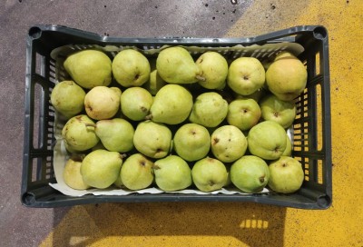 Foto Pere William Bianche Calibro 60+ Origine Spagna Marchio Raimondo 2