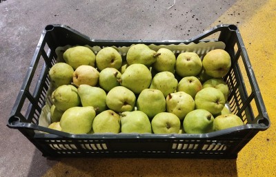 Foto Pere William Bianche Calibro 65+ Origine Spagna Marchio Raimondo 1