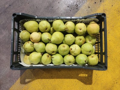 Foto Pere William Bianche Calibro 65+ Origine Spagna Marchio Raimondo 3