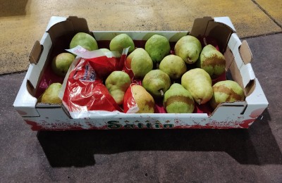 Foto Pere William Bianche Calibro 18 origine Argentina Marchio Sattin 1