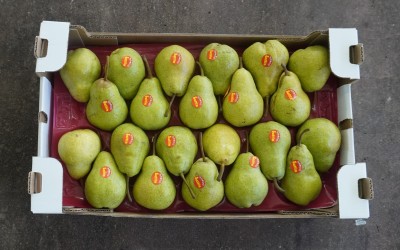 Foto Pere William Bianche Calibro 22 Origine Sud Africa Marchio Sattin 3