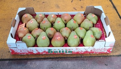 Foto Pere William Bianche Calibro 22 Origine Italia  Marchio Sattin 1