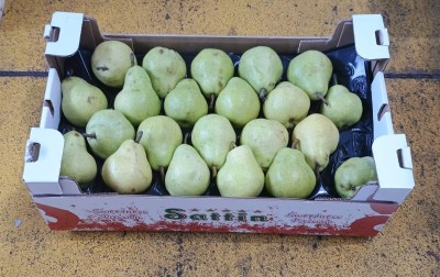 Foto William Bianche Lavorazione In Doppio Strato Calibro 65+ Origine Argentina Marchio Sattin 1