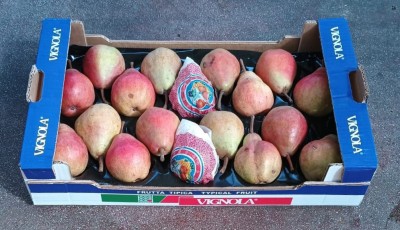 Foto William Rosse Calibro 70/75 Origine Italia Marchio Vignola  1