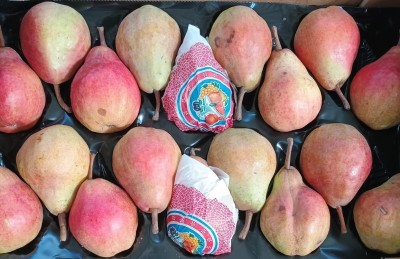 Foto William Rosse Calibro 70/75 Origine Italia Marchio Vignola  2