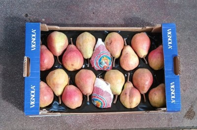 Foto William Rosse Calibro 70/75 Origine Italia Marchio Vignola  3