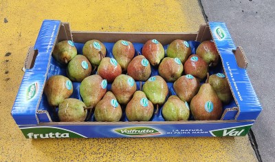 Foto Pere William Rosse Calibro 65/70 Origine Italia Marchio Valfrutta 1