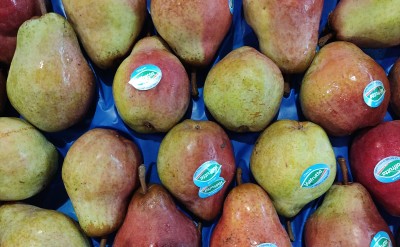 Foto William Rosse Calibro 65/70 Origine Italia Marchio Valfrutta 2