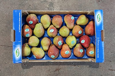 Foto William Rosse Calibro 65/70 Origine Italia Marchio Valfrutta 3