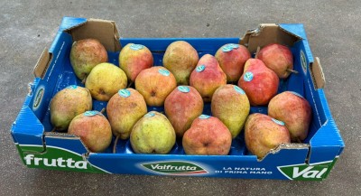 Foto Pere William Rosse Calibro 75/80  Origine Italia Marchio Valfrutta 1