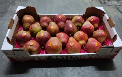 Foto Pere William Rosse Calibro 18 Origine Argentina Marchio Sattin 1