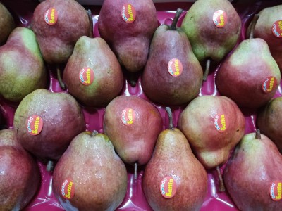 Foto Pere William Rosse Calibro 18 Origine Argentina Marchio Sattin 2