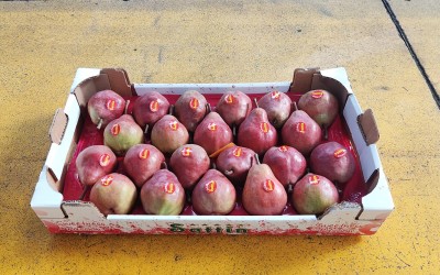 Foto Pere William Rosse Calibro 20 Origine Italia Marchio Sattin 1