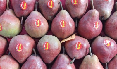 Foto Pere William Rosse Calibro 20 Origine Italia Marchio Sattin 2