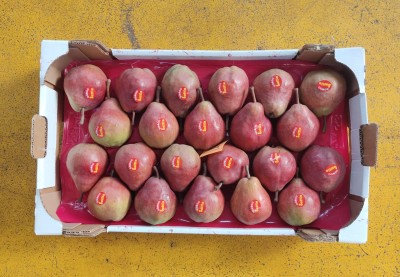 Foto Pere William Rosse Calibro 20 Origine Italia Marchio Sattin 3