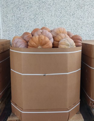 Foto Bins di Zucche Varietà Muscat Vendibili anche singolarmente Origine Egitto Marchio la Primavera 1