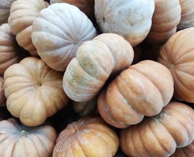 Foto Bins di Zucche Varietà Muscat Vendibili anche singolarmente Origine Egitto Marchio la Primavera 2