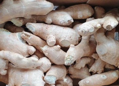 Foto Zenzero Confezione Da 2 Kg Origine Brasile Marchio Battaglio  2