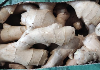 Foto Zenzero 5 Kg Origine Brasile Marchio Fresh Ginger 2
